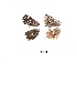  ( - KBGPB84)  @11 [ ] CreativeCommons - Attribution Non-Commercial Share-Alike (2017) Unspecified he Lepidopterists Society of Africa