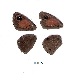  ( - KBGPB90)  @11 [ ] CreativeCommons - Attribution Non-Commercial Share-Alike (2017) Unspecified he Lepidopterists Society of Africa