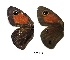  ( - KBGPB213)  @11 [ ] CreativeCommons - Attribution Non-Commercial Share-Alike (2017) Unspecified he Lepidopterists Society of Africa