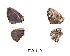  ( - KBGPB225)  @11 [ ] CreativeCommons - Attribution Non-Commercial Share-Alike (2017) Unspecified he Lepidopterists Society of Africa