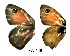  ( - KBGPB227)  @11 [ ] CreativeCommons - Attribution Non-Commercial Share-Alike (2017) Unspecified he Lepidopterists Society of Africa