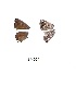  ( - KBGPB122)  @11 [ ] CreativeCommons - Attribution Non-Commercial Share-Alike (2017) Unspecified he Lepidopterists Society of Africa