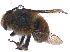  (Amegilla capensis - KBGPE27)  @11 [ ] CreativeCommons - Attribution Non-Commercial Share-Alike (2018) Unspecified Agriculatural Research Council