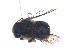  (Plesianthidium rufocaudatum - KBGPE215)  @13 [ ] CreativeCommons - Attribution Non-Commercial Share-Alike (2018) Unspecified Agriculatural Research Council