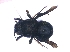  (Plesianthidium richtersveldense - KBGPE230)  @11 [ ] CreativeCommons - Attribution Non-Commercial Share-Alike (2018) Unspecified Agriculatural Research Council
