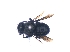  ( - KBGPE236)  @11 [ ] CreativeCommons - Attribution Non-Commercial Share-Alike (2018) Unspecified Agriculatural Research Council