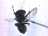  (Megachile venusta - KBGPE101)  @11 [ ] CreativeCommons - Attribution Non-Commercial Share-Alike (2018) Unspecified Agriculatural Research Council