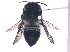  (Megachile curtula - KBGPE92)  @11 [ ] CreativeCommons - Attribution Non-Commercial Share-Alike (2018) Unspecified Agriculatural Research Council