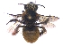  ( - KBGPE195)  @11 [ ] CreativeCommons - Attribution Non-Commercial Share-Alike (2018) Unspecified Agriculatural Research Council