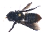  (Megachile nasalis - KBGPE167)  @13 [ ] CreativeCommons - Attribution Non-Commercial Share-Alike (2018) Unspecified Agriculatural Research Council