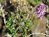  (Selago - KBGPP238)  @11 [ ] CreativeCommons - Attribution Non-Commercial Share-Alike (2018) Unspecified Compton Herbarium