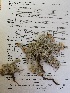  (Helichrysum pumilio - KBGPP146)  @11 [ ] CreativeCommons - Attribution Non-Commercial Share-Alike (2018) Unspecified Compton Herbarium