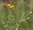  ( - KBGPP208)  @11 [ ] CreativeCommons - Attribution Non-Commercial Share-Alike (2018) Unspecified Compton Herbarium
