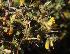  (Melolobium - KBGPP236)  @11 [ ] CreativeCommons - Attribution Non-Commercial Share-Alike (2018) Unspecified Compton Herbarium