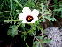  ( - KBGPP60)  @11 [ ] CreativeCommons - Attribution Non-Commercial Share-Alike (2018) Unspecified Compton Herbarium