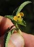 (Commelina africana - KBGPP20)  @11 [ ] CreativeCommons - Attribution Non-Commercial Share-Alike (2018) Unspecified Compton Herbarium