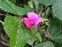  ( - KBGPP248)  @11 [ ] CreativeCommons - Attribution Non-Commercial Share-Alike (2018) Unspecified Compton Herbarium