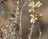  ( - KBGPP29)  @11 [ ] CreativeCommons - Attribution Non-Commercial Share-Alike (2018) Unspecified Compton Herbarium