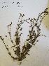  (Jamesbrittenia - KBGPP253)  @11 [ ] CreativeCommons - Attribution Non-Commercial Share-Alike (2018) Unspecified Compton Herbarium