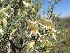  (Justicia cuneata - KBGPP41)  @11 [ ] CreativeCommons - Attribution Non-Commercial Share-Alike (2018) Unspecified Compton Herbarium
