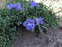  (Aptosimum - KBGPP44)  @11 [ ] CreativeCommons - Attribution Non-Commercial Share-Alike (2018) Unspecified Compton Herbarium