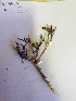  (Justicia karroica - KBGPP262)  @11 [ ] CreativeCommons - Attribution Non-Commercial Share-Alike (2018) Unspecified Compton Herbarium