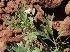 (Chascanum - KBGPP4)  @11 [ ] CreativeCommons - Attribution Non-Commercial Share-Alike (2018) Unspecified Compton Herbarium