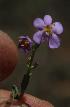  (Chaenostoma - KBGPP16)  @11 [ ] CreativeCommons - Attribution Non-Commercial Share-Alike (2018) Unspecified Compton Herbarium