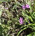  (Jamesbrittenia phlogiflora - KBGPP67)  @11 [ ] CreativeCommons - Attribution Non-Commercial Share-Alike (2018) Unspecified Compton Herbarium