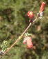  (Jamesbrittenia tysonii - KBGPP9)  @11 [ ] CreativeCommons - Attribution Non-Commercial Share-Alike (2018) Unspecified Compton Herbarium
