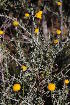  ( - KBGPP90)  @11 [ ] CreativeCommons - Attribution Non-Commercial Share-Alike (2018) Unspecified Compton Herbarium