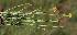  ( - KBGPP91)  @11 [ ] CreativeCommons - Attribution Non-Commercial Share-Alike (2018) Unspecified Compton Herbarium