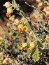  ( - KBGPP100)  @11 [ ] CreativeCommons - Attribution Non-Commercial Share-Alike (2018) Unspecified Compton Herbarium