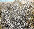  ( - KBGPP103)  @11 [ ] CreativeCommons - Attribution Non-Commercial Share-Alike (2018) Unspecified Compton Herbarium