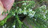  (Selago saxatilis - KBGPP276)  @11 [ ] CreativeCommons - Attribution Non-Commercial Share-Alike (2018) Unspecified Compton Herbarium