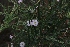  ( - KBGPP284)  @11 [ ] CreativeCommons - Attribution Non-Commercial Share-Alike (2018) Unspecified Compton Herbarium