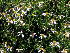  ( - KBGPP109)  @11 [ ] CreativeCommons - Attribution Non-Commercial Share-Alike (2018) Unspecified Compton Herbarium