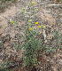  ( - KBGPP290)  @11 [ ] CreativeCommons - Attribution Non-Commercial Share-Alike (2018) Unspecified Compton Herbarium