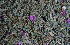  (Indigastrum - KBGPP116)  @11 [ ] CreativeCommons - Attribution Non-Commercial Share-Alike (2018) Unspecified Compton Herbarium