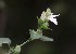  ( - KBGPP121)  @11 [ ] CreativeCommons - Attribution Non-Commercial Share-Alike (2018) Unspecified Compton Herbarium