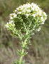  (Selago dolosa - KBGPP122)  @11 [ ] CreativeCommons - Attribution Non-Commercial Share-Alike (2018) Unspecified Compton Herbarium
