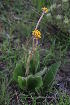  ( - KBGPP134)  @11 [ ] CreativeCommons - Attribution Non-Commercial Share-Alike (2018) Unspecified Compton Herbarium