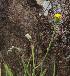  ( - KBGPP135)  @11 [ ] CreativeCommons - Attribution Non-Commercial Share-Alike (2018) Unspecified Compton Herbarium
