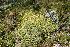  ( - KBGPP94)  @11 [ ] CreativeCommons - Attribution Non-Commercial Share-Alike (2018) Unspecified Compton Herbarium