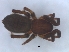  ( - KBGPS142)  @11 [ ] CreativeCommons - Attribution Non-Commercial Share-Alike (2018) Unspecified National Collection of Arachnida (NCA)