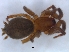  ( - KBGPS143)  @11 [ ] CreativeCommons - Attribution Non-Commercial Share-Alike (2018) Unspecified National Collection of Arachnida (NCA)