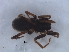  ( - KBGPS118)  @11 [ ] CreativeCommons - Attribution Non-Commercial Share-Alike (2018) Unspecified National Collection of Arachnida (NCA)