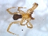  (Setaphis subtilis - KBGPS169)  @11 [ ] CreativeCommons - Attribution Non-Commercial Share-Alike (2018) Unspecified National Collection of Arachnida (NCA)
