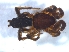  ( - KBGPS173)  @11 [ ] CreativeCommons - Attribution Non-Commercial Share-Alike (2018) Unspecified National Collection of Arachnida (NCA)