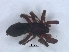  ( - KBGPS191)  @11 [ ] CreativeCommons - Attribution Non-Commercial Share-Alike (2018) Unspecified National Collection of Arachnida (NCA)